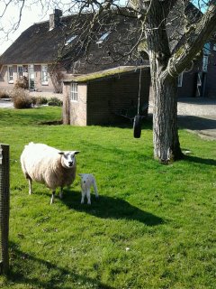 schaap 2012.jpg